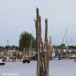 port de l aiguillon-sur-mer